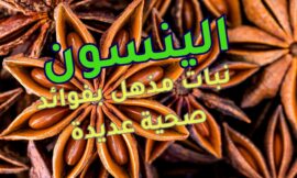 الينسون: نبات مذهل بفوائد صحية عديدة